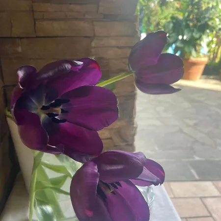 Homestay Il Giardino Di Emilia - Intero In Con Giardino Privato E Piscina Estiva Pontirolo Nuovo