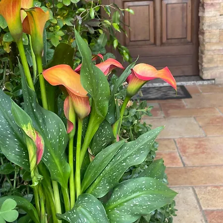 Il Giardino Di Emilia - Intero In Con Giardino Privato E Piscina Estiva Homestay Pontirolo Nuovo